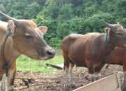 Populasi Sapi dan Kambing Jelang Idul Adha di Kolut 4.907 Ekor, Disbunak Temukan Penyakit Menular