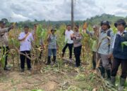 Polres Koltim Panen Raya Jagung di Desa Pangi-Pangi