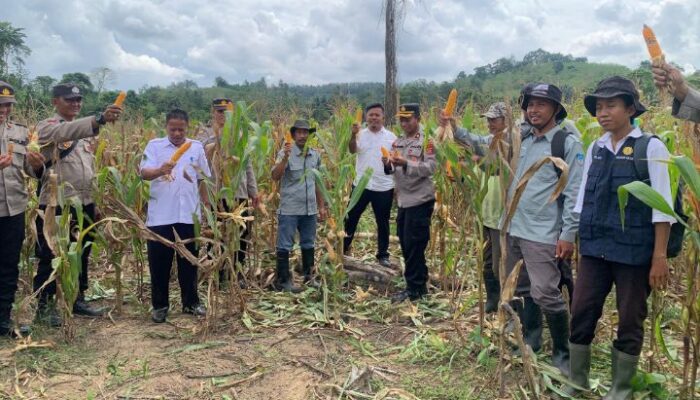 Polres Koltim Panen Raya Jagung di Desa Pangi-Pangi