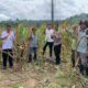 Polres Koltim Panen Raya Jagung di Desa Pangi-Pangi