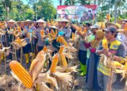 Polres Kolaka Utara Panen Raya Jagung Serentak Kuartal II di Kecamatan Lasusua