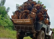 Kolaka Utara Bangun Sentra Sawit Baru: Peluang Investasi di Hulu dan Hilir Agroindustri