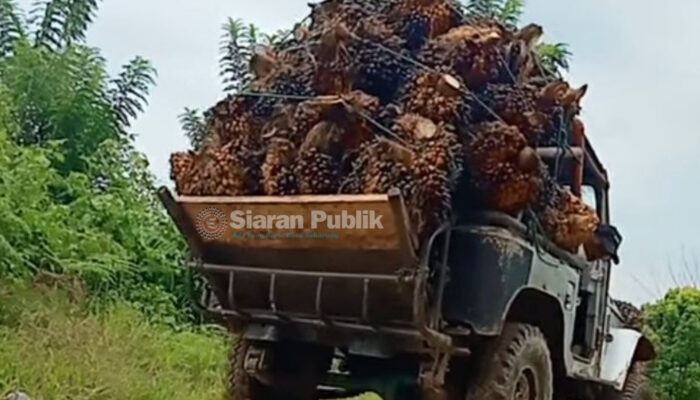 Kolaka Utara Bangun Sentra Sawit Baru: Peluang Investasi di Hulu dan Hilir Agroindustri
