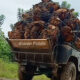 Kolaka Utara Bangun Sentra Sawit Baru: Peluang Investasi di Hulu dan Hilir Agroindustri