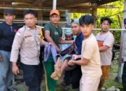 Pertengkaran Sepele soal Ayam di Kolut, Tangan Ipar Putus Ditebas