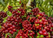 Kopi Indonesia Banjiri Mesir, Nilai Ekspor Tembus Rp600 Miliar