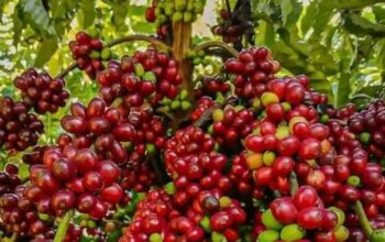 Kopi Indonesia Banjiri Mesir, Nilai Ekspor Tembus Rp600 Miliar