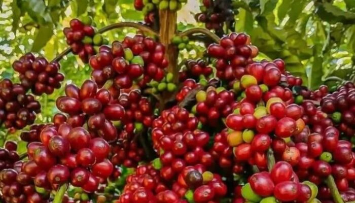 Kopi Indonesia Banjiri Mesir, Nilai Ekspor Tembus Rp600 Miliar