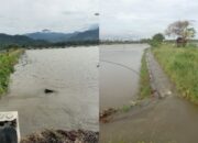 Puluhan Hektare Sawah di Kolaka Utara Terendam, Petani Terancam Gagal Tanam