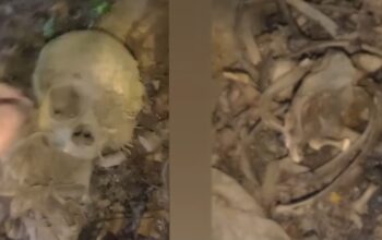 Geger! Tengkorak Manusia Ditemukan di Hutan Amamotu Kolaka