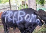 1.098 Ekor Sapi Kurban Bantuan Presiden Prabowo Habiskan APBN Rp100 Miliar