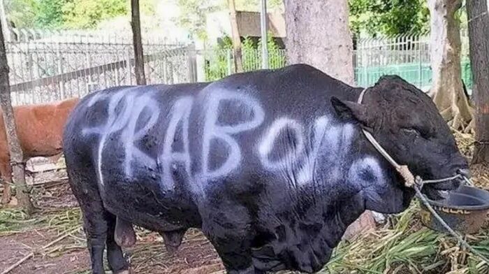 1.098 Ekor Sapi Kurban Bantuan Presiden Prabowo Habiskan APBN Rp100 Miliar