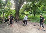 Digerebek Polisi, Pelaku Judi Sabung Ayam di Kolaka Utara Kocar-Kacir Melarikan Diri