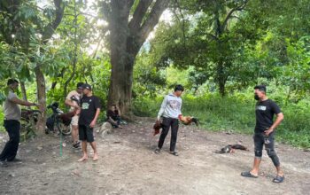 Digerebek Polisi, Pelaku Judi Sabung Ayam di Kolaka Utara Kocar-Kacir Melarikan Diri