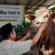 Banyak yang Keliru ? Ini Hukum Kurban untuk Orang yang Sudah Meninggal Menurut Empat Mazhab dan Fatwa Muhammadiyah