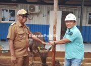 PT Riota Jaya Lestari Salurkan 89 Sapi Kurban, Camat: Alhamdulillah