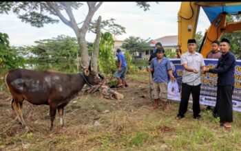 Polres Kolaka Utara Sembelih 15 Sapi Kurban, 500 Kupon Daging Dibagikan ke Masyarakat