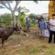 Polres Kolaka Utara Sembelih 15 Sapi Kurban, 500 Kupon Daging Dibagikan ke Masyarakat