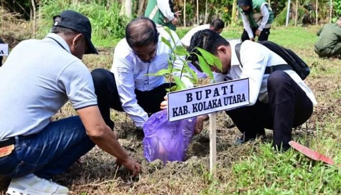 Pemda Kolut Target 8.200 hektare Ditanami Kakao Tahun Ini 