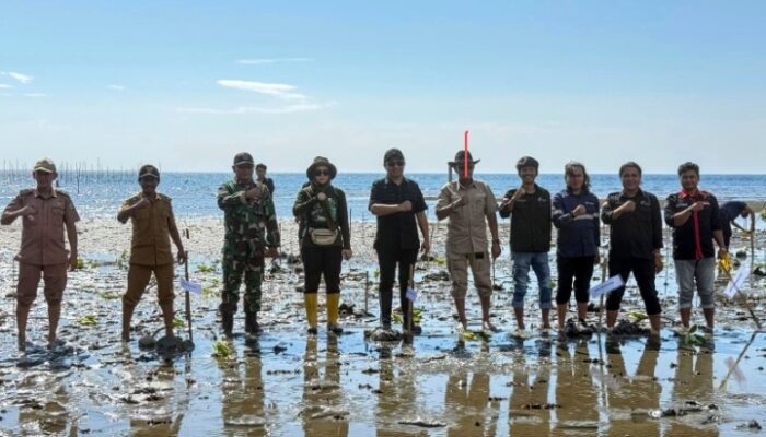Garis Pantai Kolaka Utara Terus Menyusut, Komunitas Lentera Tanam Mangrove