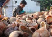 Luas Kebun dan Produksi Kelapa Kolaka Utara Diklaim Meningkat, Pemda Tawarkan Peluang Investasi