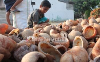 Luas Kebun dan Produksi Kelapa Kolaka Utara Diklaim Meningkat, Pemda Tawarkan Peluang Investasi