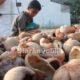 Luas Kebun dan Produksi Kelapa Kolaka Utara Diklaim Meningkat, Pemda Tawarkan Peluang Investasi