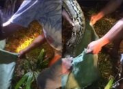 Tragis, Warga Muna Barat Meninggal Diduga Akibat Serangan Ular Piton di Kebun