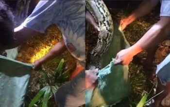 Tragis, Warga Muna Barat Meninggal Diduga Akibat Serangan Ular Piton di Kebun
