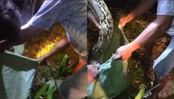 Tragis, Warga Muna Barat Meninggal Diduga Akibat Serangan Ular Piton di Kebun