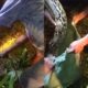Tragis, Warga Muna Barat Meninggal Diduga Akibat Serangan Ular Piton di Kebun