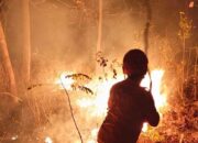109,64 Hektare Lahan Terbakar di Sejumlah Wilayah