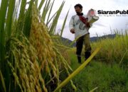 Produksi Padi Kolut Hanya Penuhi 13–15 Persen, 85 Persen Kebutuhan Ditopang Daerah Tetangga