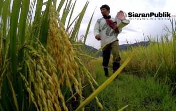 Produksi Padi Kolut Hanya Penuhi 13–15 Persen, 85 Persen Kebutuhan Ditopang Daerah Tetangga