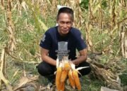 Hari Tani Nasional: Jangan Hanya Mengejar Produksi, Bangun Kesejahteraan Petani