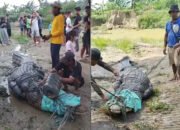 Duet Ayah dan Anak di Kolaka Timur Berhasil Taklukkan Buaya 7 Meter