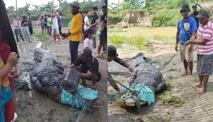 Duet Ayah dan Anak di Kolaka Timur Berhasil Taklukkan Buaya 7 Meter