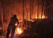 Karhutla Membara di 7 Provinsi, Paling Parah di Raja Ampat dengan 123,2 Hektare Terbakar