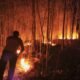 Karhutla Membara di 7 Provinsi, Paling Parah di Raja Ampat dengan 123,2 Hektare Terbakar