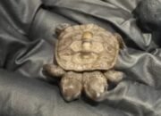 Bayi Kura-Kura Ini Lahir Berkepala Dua, Beratnya Hanya 5,2 Gram