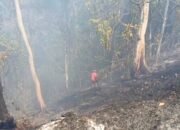 Diduga Dipicu Puntung Rokok, 2,5 Hektare Lahan di Kolaka Terbakar