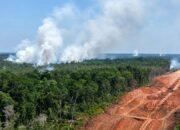 Papua Dikepung 8.324 Titik Panas, WALHI Soroti Ekspansi Proyek Pangan dan Energi