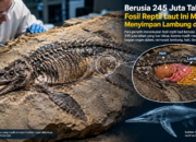 Berusia 245 Juta Tahun, Fosil Reptil Laut Ini Masih Menyimpan Lambung dan Usus
